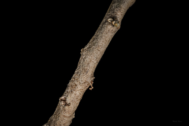 APII jpeg image of Acanthocladium dockeri  © contact APII