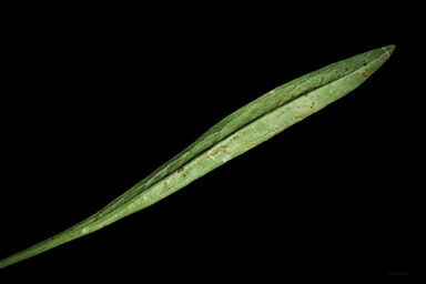 APII jpeg image of Brachyscome graminea  © contact APII