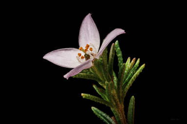 APII jpeg image of Boronia deanei subsp. acutifolia  © contact APII