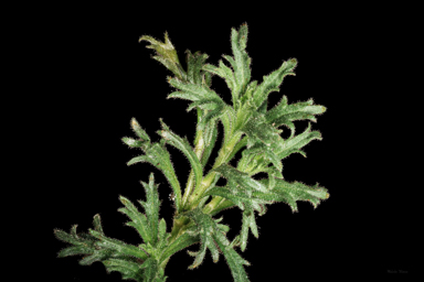 APII jpeg image of Calotis glandulosa  © contact APII