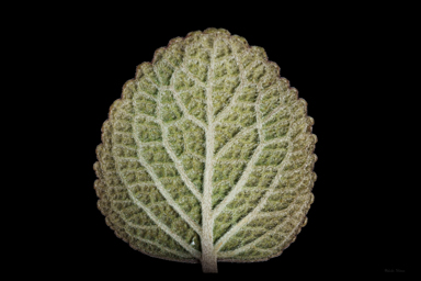 APII jpeg image of Coleus torrenticola  © contact APII
