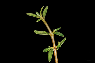 APII jpeg image of Coprosma nivalis  © contact APII