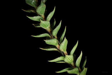 APII jpeg image of Epacris stuartii  © contact APII