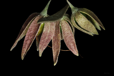 APII jpeg image of Eremophila cordatisepala  © contact APII