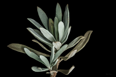 APII jpeg image of Eremophila cordatisepala  © contact APII
