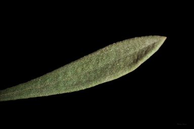 APII jpeg image of Eremophila cordatisepala  © contact APII