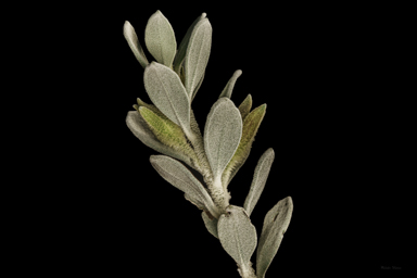 APII jpeg image of Eremophila glandulifera  © contact APII