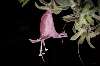 APII jpeg image of Eremophila glandulifera  © contact APII