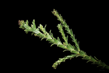 APII jpeg image of Eremophila koobabbiensis  © contact APII