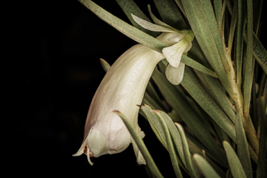 APII jpeg image of Eremophila oppositifolia subsp. rubra  © contact APII