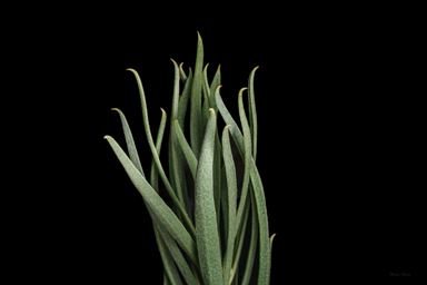 APII jpeg image of Eremophila oppositifolia subsp. rubra  © contact APII