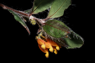 APII jpeg image of Grevillea pimeleoides  © contact APII