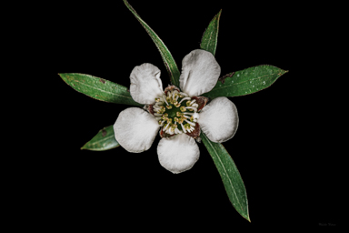 APII jpeg image of Leptospermum turbinatum  © contact APII