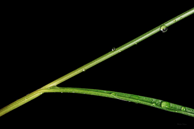 APII jpeg image of Luzula acutifolia subsp. nana  © contact APII