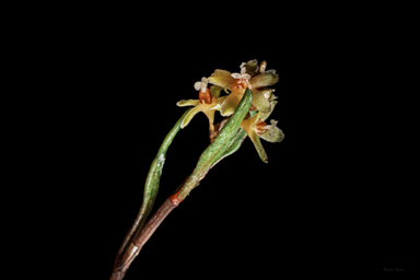 APII jpeg image of Muehlenbeckia tuggeranong  © contact APII