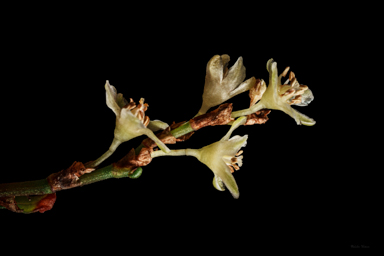 APII jpeg image of Muehlenbeckia tuggeranong  © contact APII