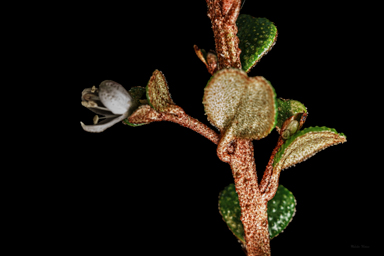 APII jpeg image of Nematolepis rhytidophylla  © contact APII