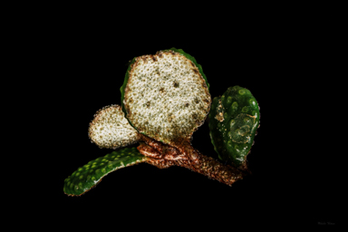 APII jpeg image of Nematolepis rhytidophylla  © contact APII