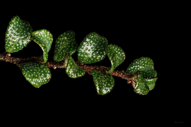 APII jpeg image of Nematolepis rhytidophylla  © contact APII