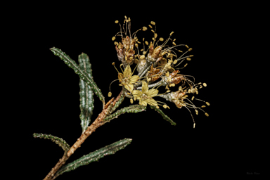 APII jpeg image of Phebalium glandulosum subsp. glandulosum  © contact APII