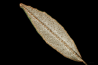 APII jpeg image of Phebalium sp. Banyabba Nature Reserve  © contact APII