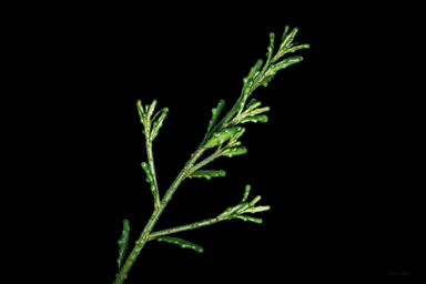 APII jpeg image of Philotheca difformis subsp. difformis  © contact APII