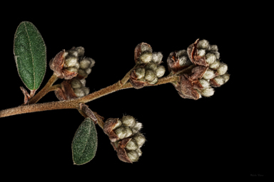 APII jpeg image of Pomaderris pallida  © contact APII