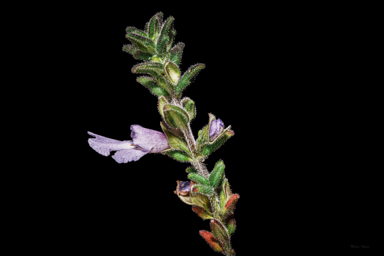 APII jpeg image of Prostanthera marifolia  © contact APII