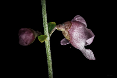APII jpeg image of Prostanthera ovalifolia 'Brundah Candy'  © contact APII