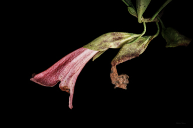 APII jpeg image of Prostanthera porcata  © contact APII