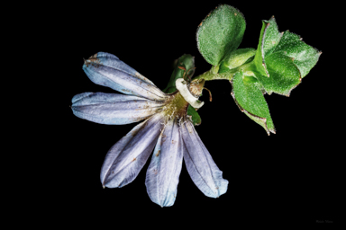 APII jpeg image of Scaevola albida  © contact APII