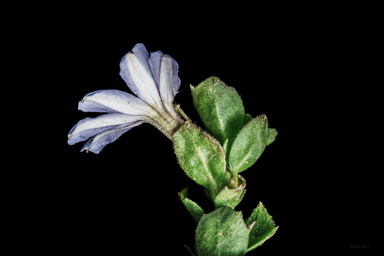 APII jpeg image of Scaevola albida  © contact APII