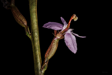 APII jpeg image of Stylidium graminifolium  © contact APII