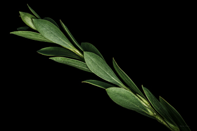APII jpeg image of Eremophila christopheri  © contact APII