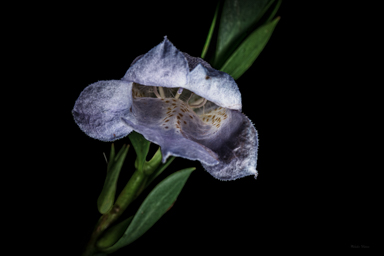 APII jpeg image of Eremophila christopheri  © contact APII