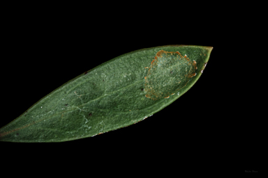 APII jpeg image of Eremophila christopheri  © contact APII