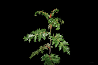 APII jpeg image of Lomatia tasmanica  © contact APII