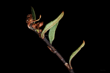 APII jpeg image of Muehlenbeckia tuggeranong  © contact APII