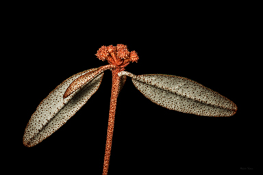 APII jpeg image of Phebalium speciosum  © contact APII