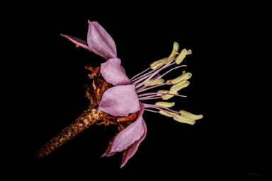 APII jpeg image of Phebalium speciosum  © contact APII