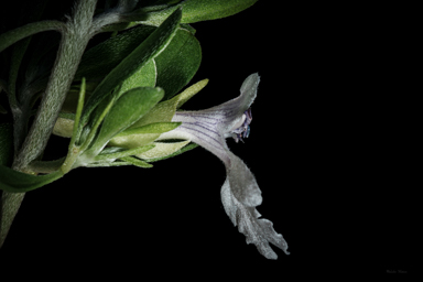 APII jpeg image of Prostanthera clotteniana  © contact APII