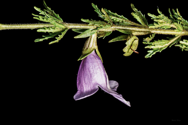 APII jpeg image of Prostanthera cryptandroides subsp. cryptandroides  © contact APII
