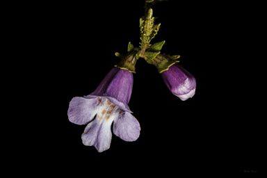 APII jpeg image of Prostanthera cryptandroides subsp. cryptandroides  © contact APII