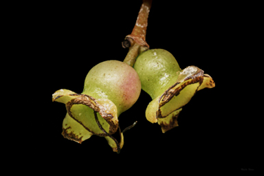 APII jpeg image of Syzygium paniculatum  © contact APII