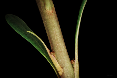 APII jpeg image of Telopea mongaensis  © contact APII