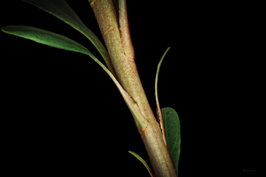 APII jpeg image of Telopea mongaensis  © contact APII