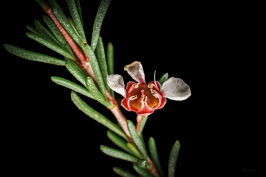 APII jpeg image of Thryptomene micrantha  © contact APII