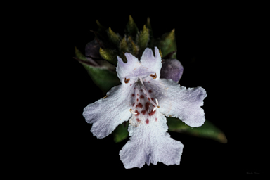APII jpeg image of Westringia davidii  © contact APII