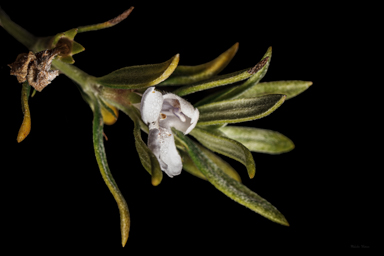 APII jpeg image of Westringia saxatilis  © contact APII