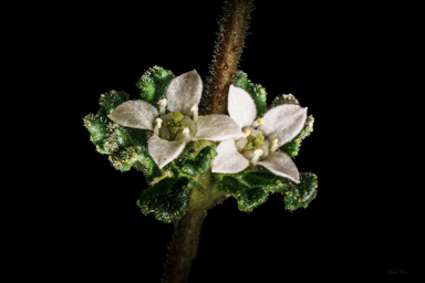 APII jpeg image of Zieria obcordata subsp. wuuluman  © contact APII